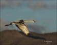Sandhill-Crane;Crane;Flight;flying-bird;one-animal;close-up;color-image;nobody;p